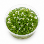Hottonia Palustris İn Vitro Bitki